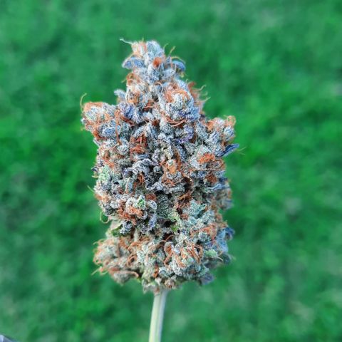 "Red" Irvine Level 2 Tester #1 growlog timeline photo