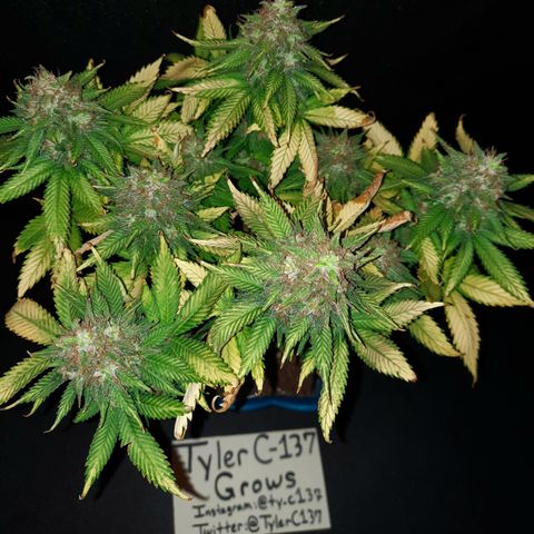 Irvine Level 1 Tester #2 growlog timeline photo
