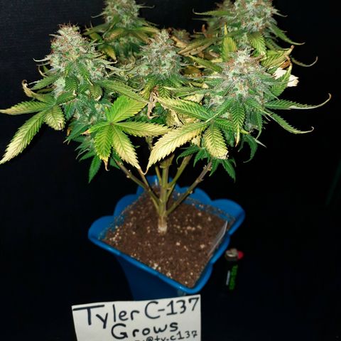 Irvine Level 1 Tester #2 growlog timeline photo