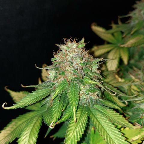 Irvine Level 1 Tester #2 growlog timeline photo