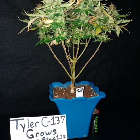 Irvine Level 1 Tester #2 growlog timeline photo