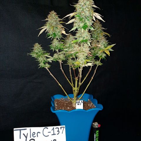 Irvine Level 1 Tester #3 growlog timeline photo