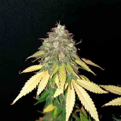 Irvine Level 1 Tester #3 growlog timeline photo