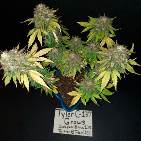 Irvine Level 1 Tester #3 growlog timeline photo