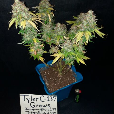 Irvine Level 1 Tester #3 growlog timeline photo