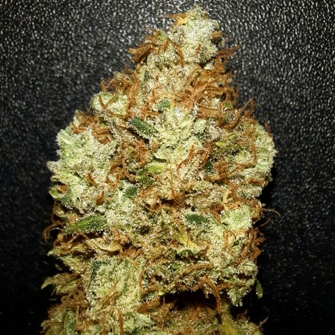 Irvine Level 1 Tester #3 growlog timeline photo