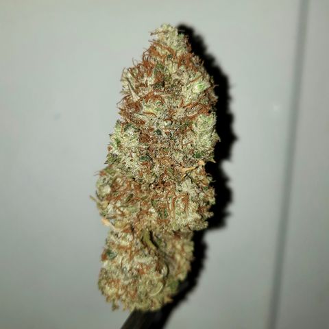 Irvine Level 1 Tester #3 growlog timeline photo