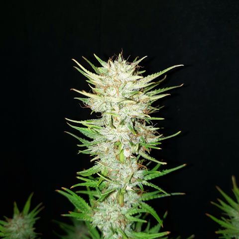 Female Auto Reg (Baz's Mix) #11 growlog timeline photo