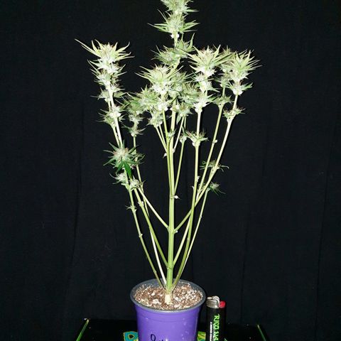 Female Auto Reg (Baz's Mix) #11 growlog timeline photo
