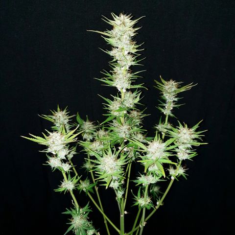 Female Auto Reg (Baz's Mix) #11 growlog timeline photo