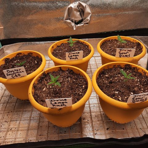 Doctor Seedsman CBD  #1 growlog timeline photo