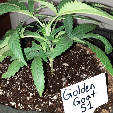 Golden Goat S1 growlog timeline photo