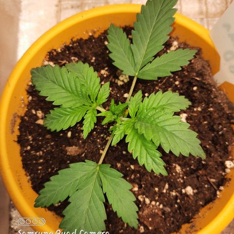 Doctor Seedsman CBD  #1 growlog timeline photo