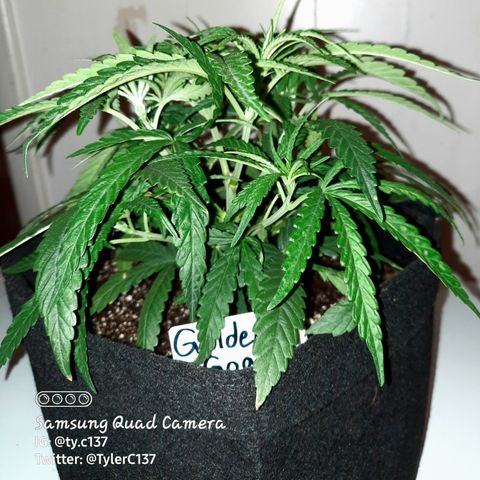 Golden Goat S1 growlog timeline photo