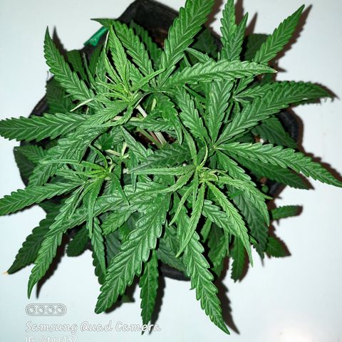 Golden Goat S1 growlog timeline photo