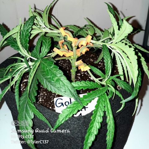 Golden Goat S1 growlog timeline photo