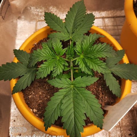 Doctor Seedsman CBD  #1 growlog timeline photo