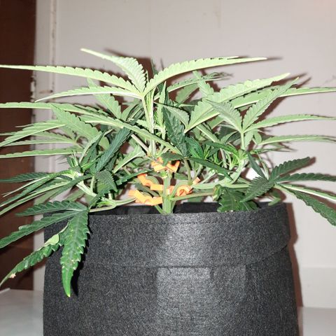 Golden Goat S1 growlog timeline photo