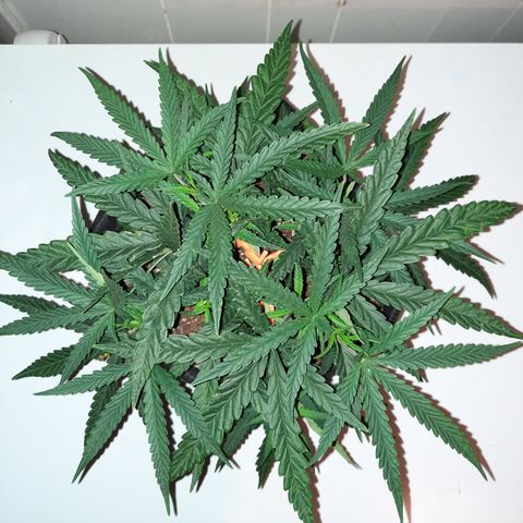 Golden Goat S1 growlog timeline photo