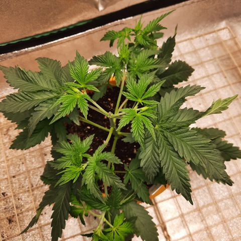 Doctor Seedsman CBD  #1 growlog timeline photo