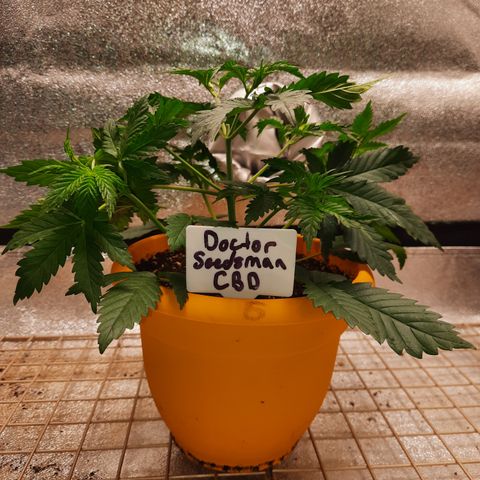 Doctor Seedsman CBD  #1 growlog timeline photo