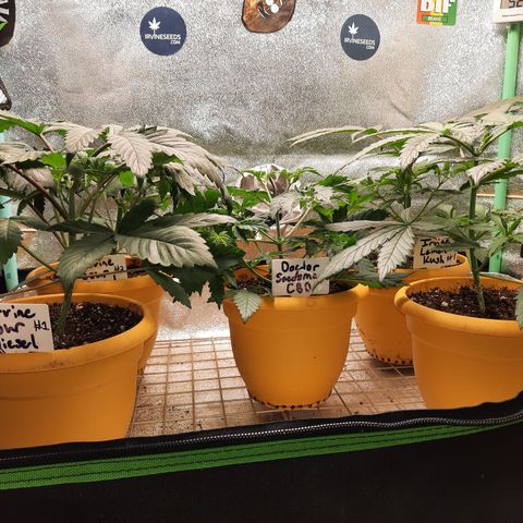 Doctor Seedsman CBD  #1 growlog timeline photo