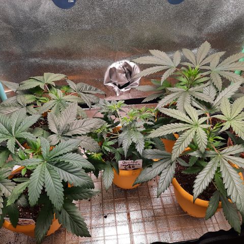 Doctor Seedsman CBD  #1 growlog timeline photo
