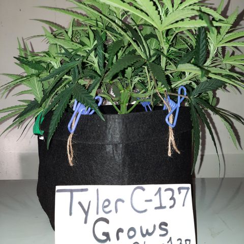 Golden Goat S1 growlog timeline photo