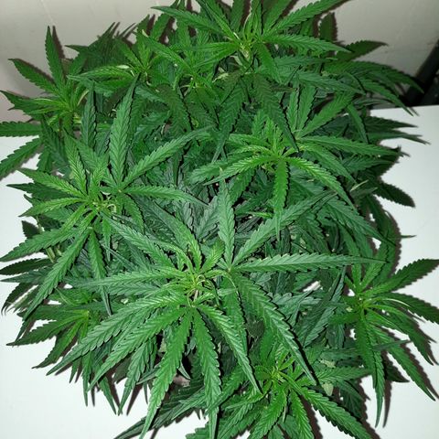 Golden Goat S1 growlog timeline photo