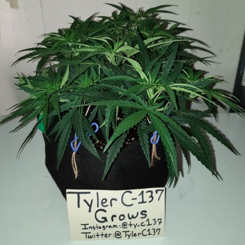 Golden Goat S1 growlog timeline photo