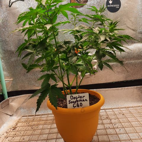 Doctor Seedsman CBD  #1 growlog timeline photo