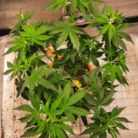 Doctor Seedsman CBD  #1 growlog timeline photo