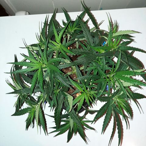 Golden Goat S1 growlog timeline photo