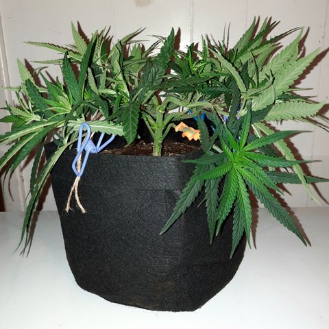 Golden Goat S1 growlog timeline photo