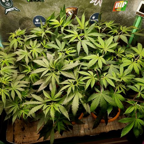 Doctor Seedsman CBD  #1 growlog timeline photo