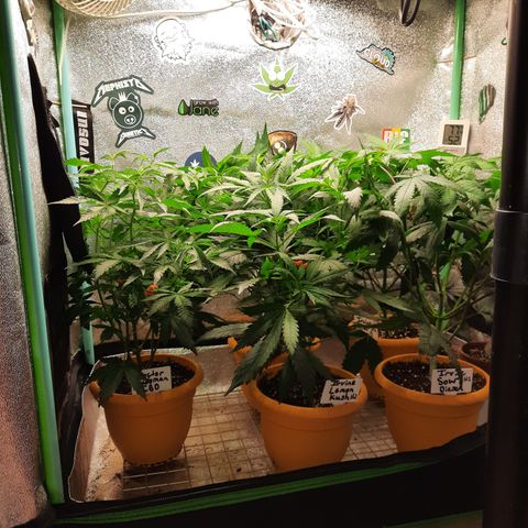 Doctor Seedsman CBD  #1 growlog timeline photo