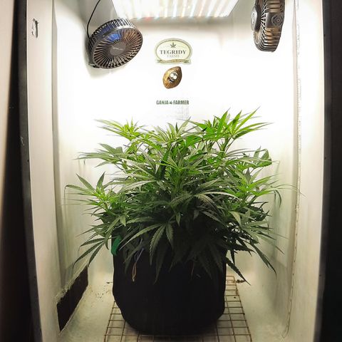 Golden Goat S1 growlog timeline photo