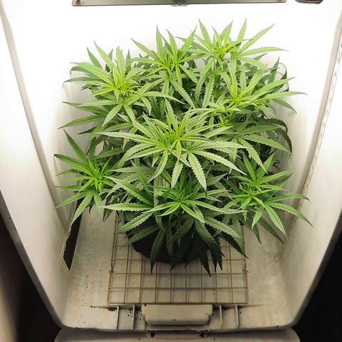 Golden Goat S1 growlog timeline photo