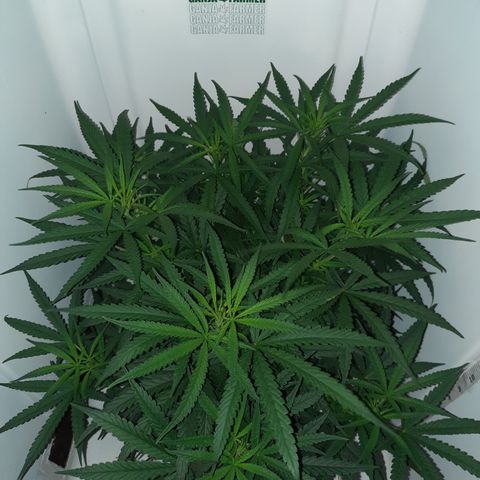 Golden Goat S1 growlog timeline photo