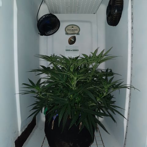 Golden Goat S1 growlog timeline photo