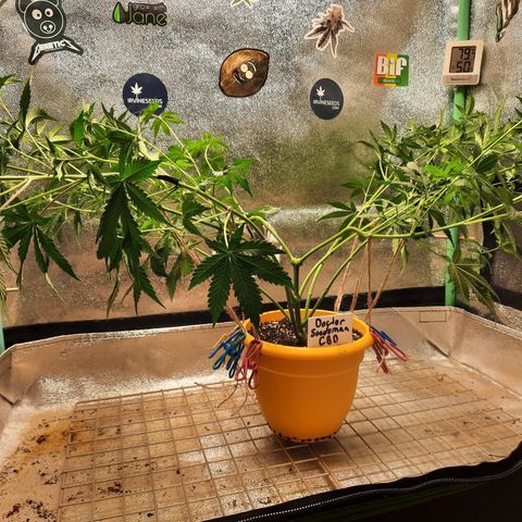 Doctor Seedsman CBD  #1 growlog timeline photo