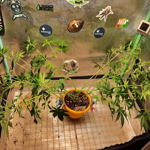 Doctor Seedsman CBD  #1 growlog timeline photo