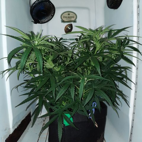 Golden Goat S1 growlog timeline photo