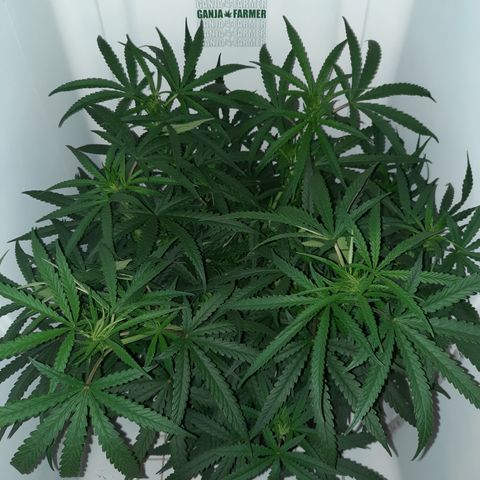 Golden Goat S1 growlog timeline photo