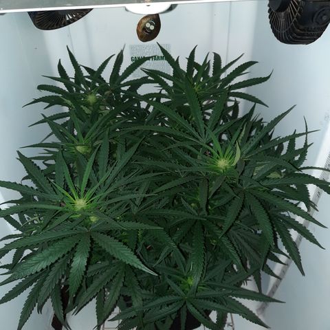 Golden Goat S1 growlog timeline photo