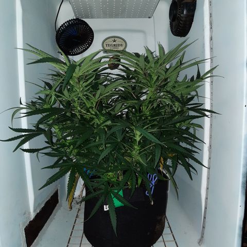 Golden Goat S1 growlog timeline photo