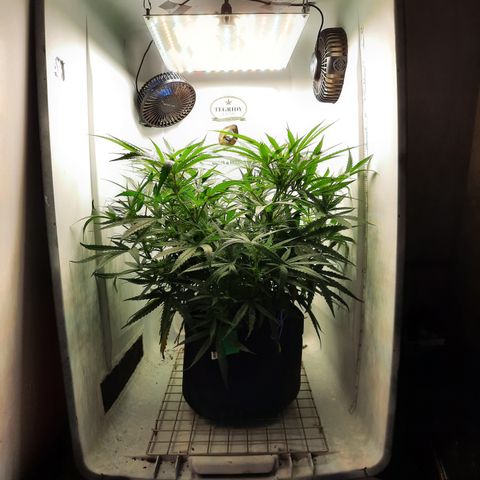Golden Goat S1 growlog timeline photo