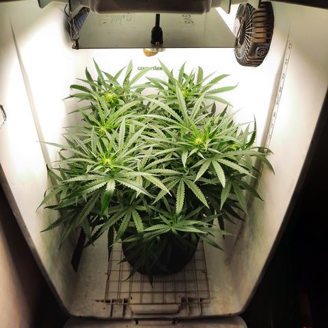 Golden Goat S1 growlog timeline photo