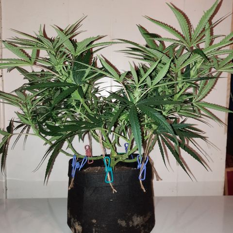 Golden Goat S1 growlog timeline photo