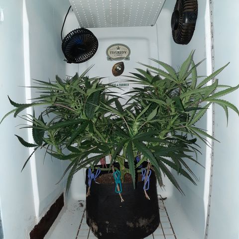 Golden Goat S1 growlog timeline photo